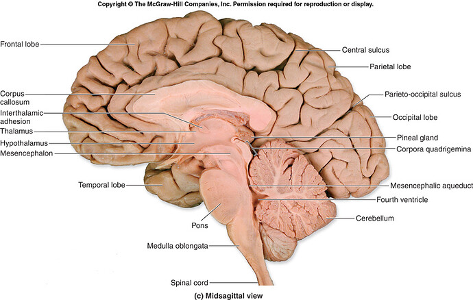 human brain2.jpg