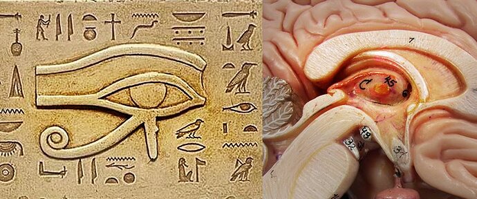 eye of ra and brain.jpg