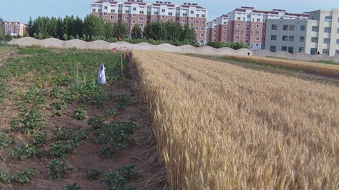 Wheat and Potatoes.JPG