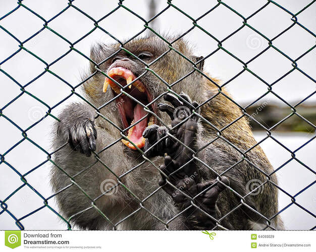 monkey-cage-angry-standing.jpg