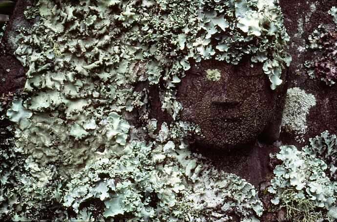 A statue of Buddha overgrown by lichen in Kyoto, Japan.