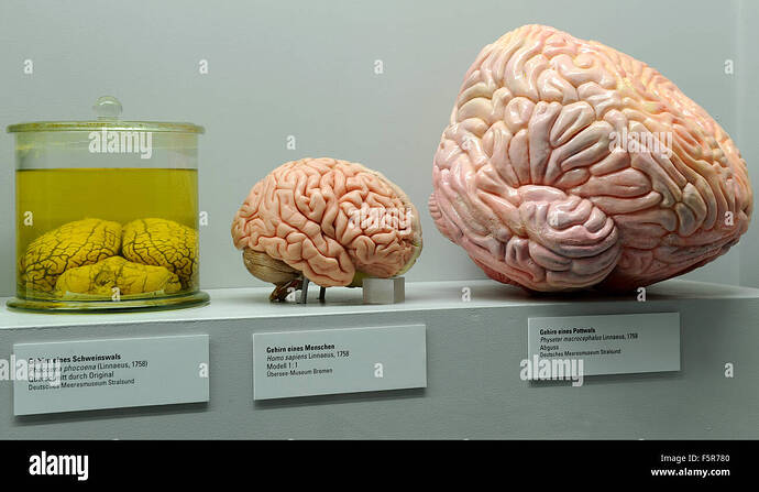 two-actual-size-models-of-a-porpoise-brain-l-r-a-human-brain-and-a-F5R780