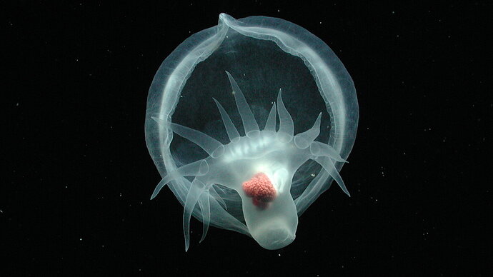 12tb-deep-sea-slug-01-gflb-videoSixteenByNineJumbo1600