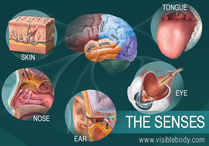 The-Senses