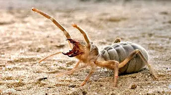 camelspider