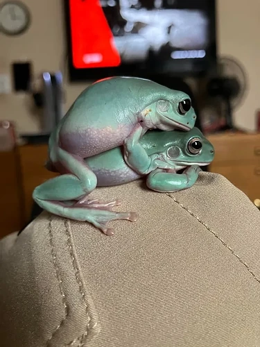 gay_frogs2