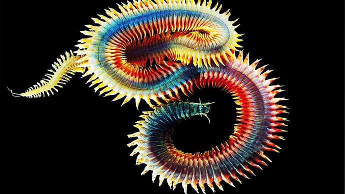 "World's Most Beautiful Worm"