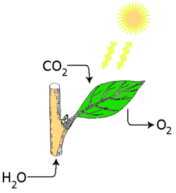 Photosynthesis.png
