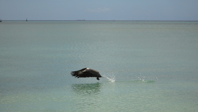 DSC01113 - Copy.JPG