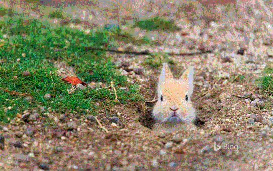 Frohe-Ostern.gif