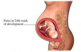 24 week fetus.jpg