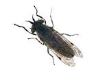gadfly.jpg