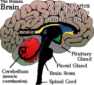 human brain3.jpg