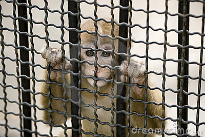 monkey-cage.jpg