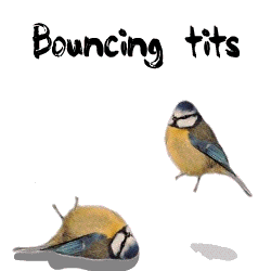 Bouncing tits - Imgur